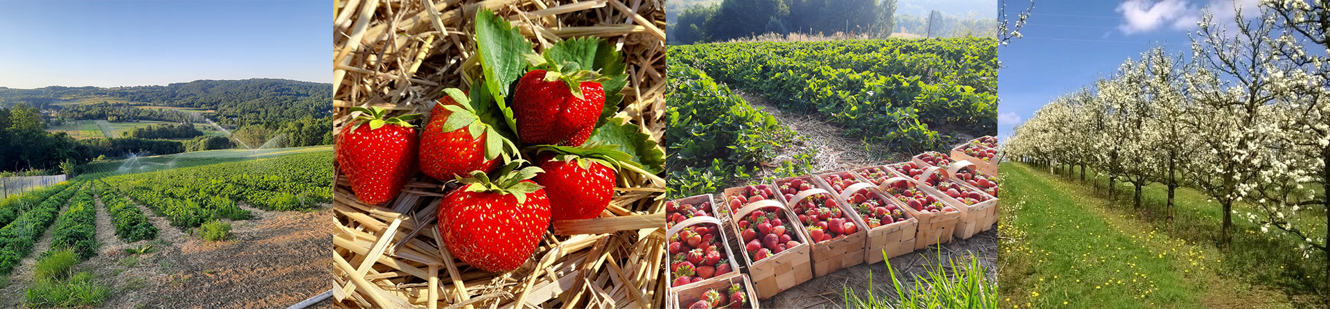 Gospodarstwo Ogrodniczo-Sadownicze SadMal